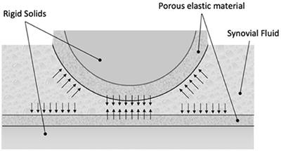 Milestones in Natural Lubrication of Synovial Joints